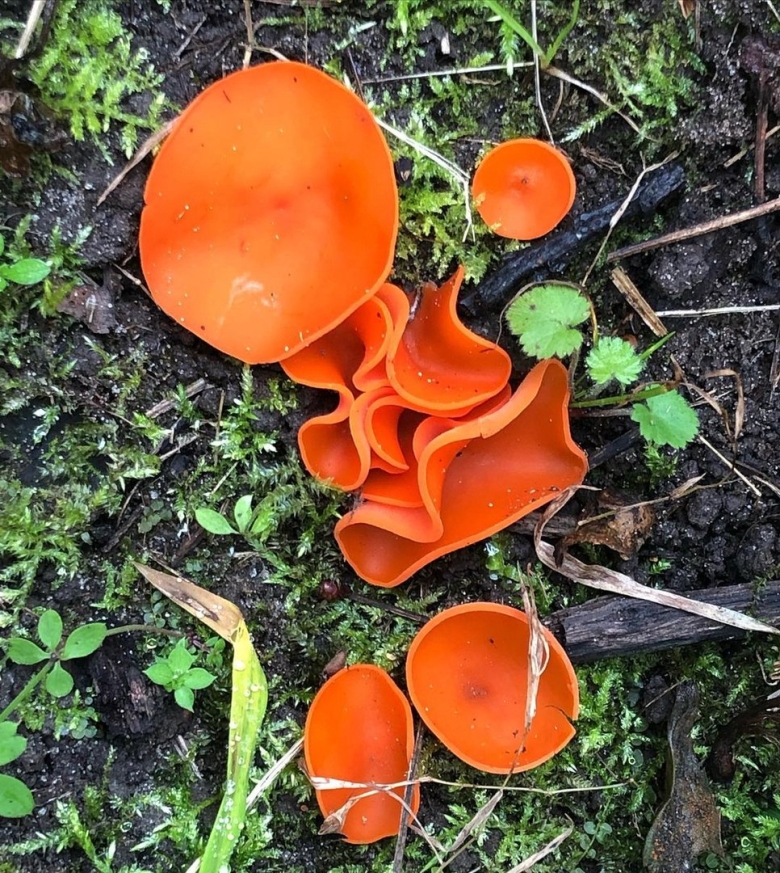 Грибы оранжевые съедобные растущие в лесополосах