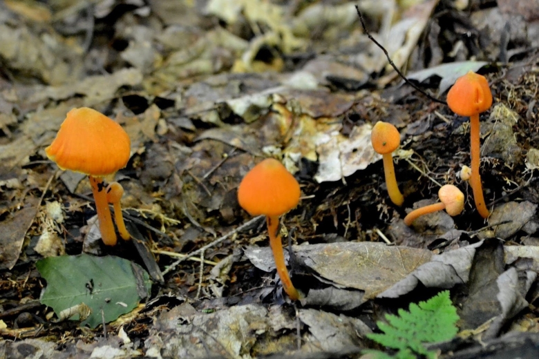 Псилоцибиновый гриб оранжевый