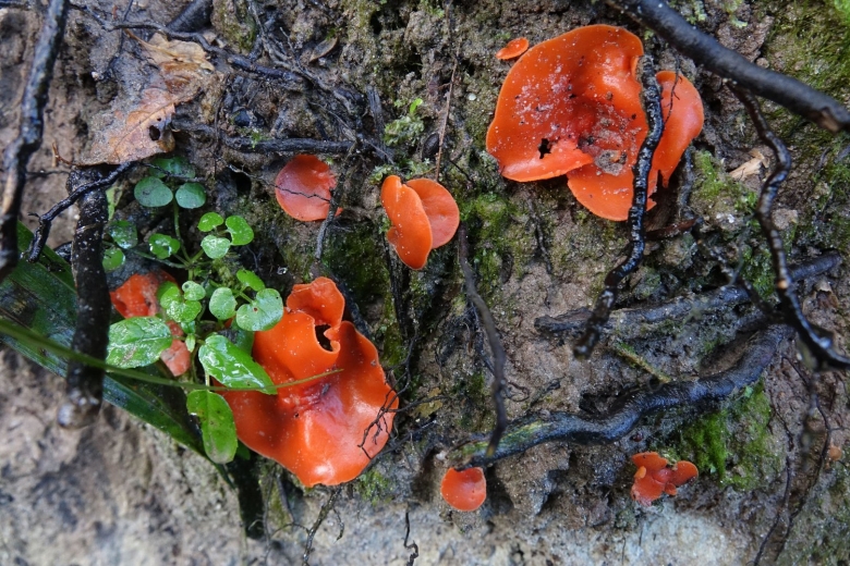 Оранжевая пецица алеврия