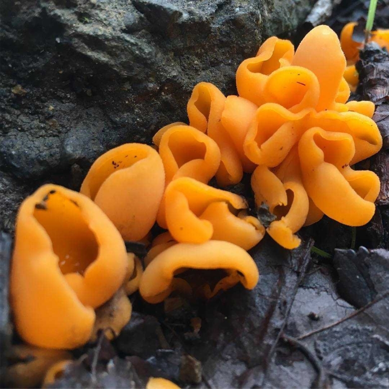 Алеврия оранжевая