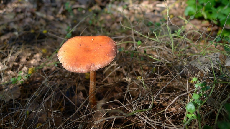 Оранжевые грибы в лесу