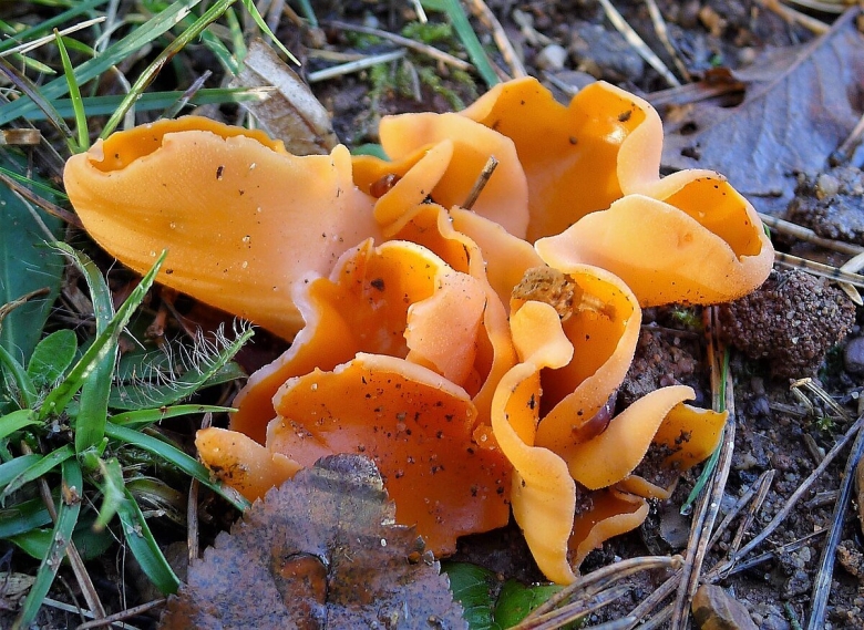 Алеврия оранжевая aleuria aurantia