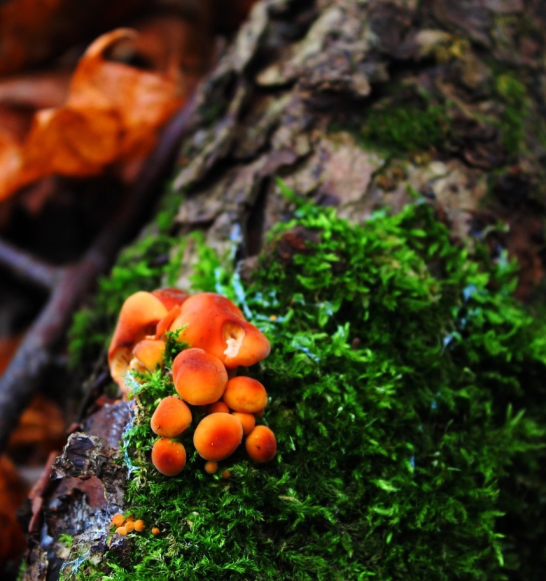 Самый маленький гриб