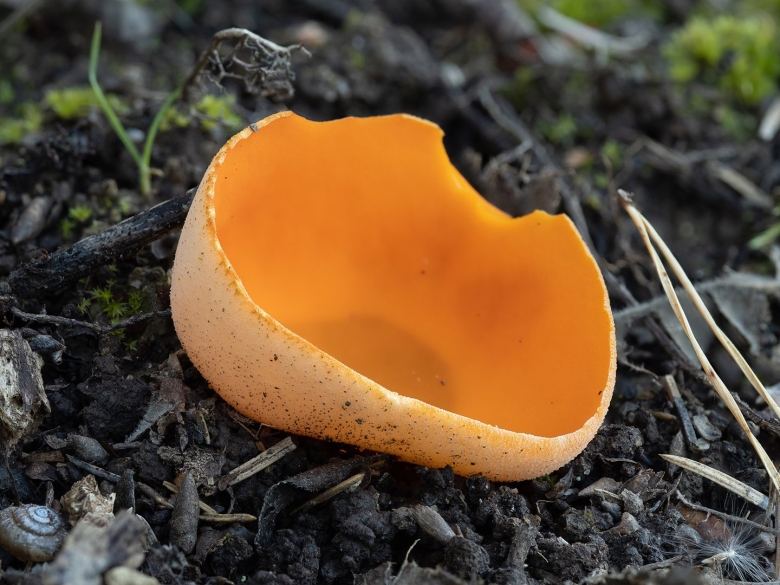 Пецица гриб