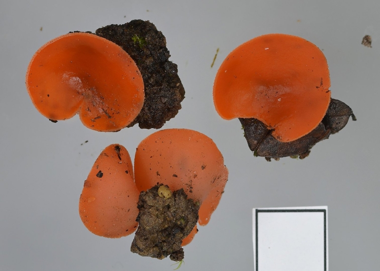 Алеврия оранжевая aleuria aurantia