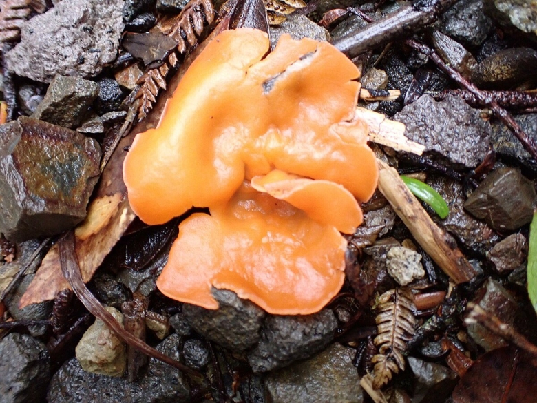 Дрожалка оранжевая tremella mesenterica