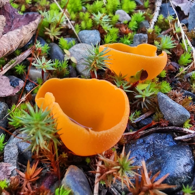 Алеврия оранжевая грибы