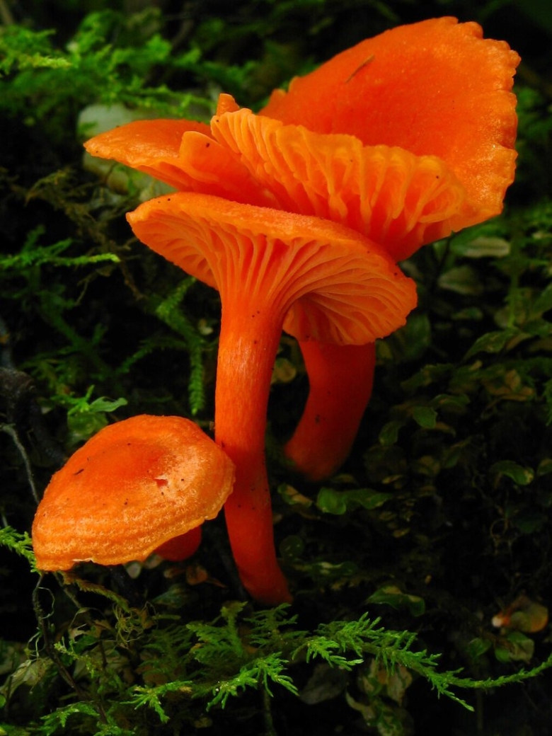 Cantharellus cinnabarinus