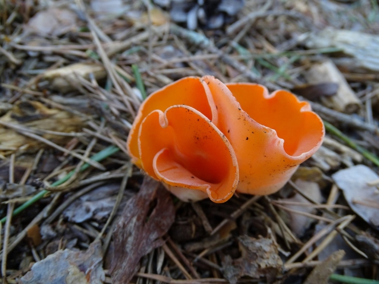 Аврелия оранжевая гриб