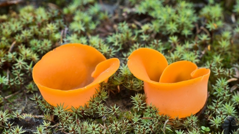 Алеврия оранжевая грибы