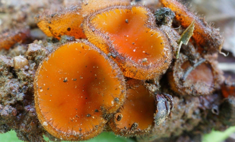 Скутеллиния блюдцевидная