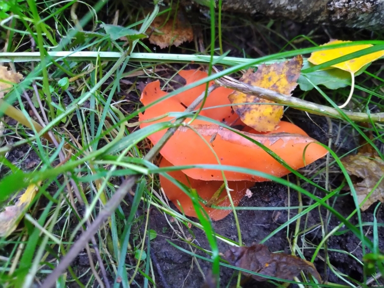 Алеврия оранжевая грибы съедобные