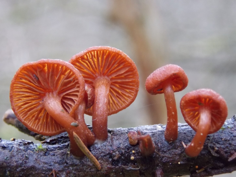 Мелкие рыжие грибы