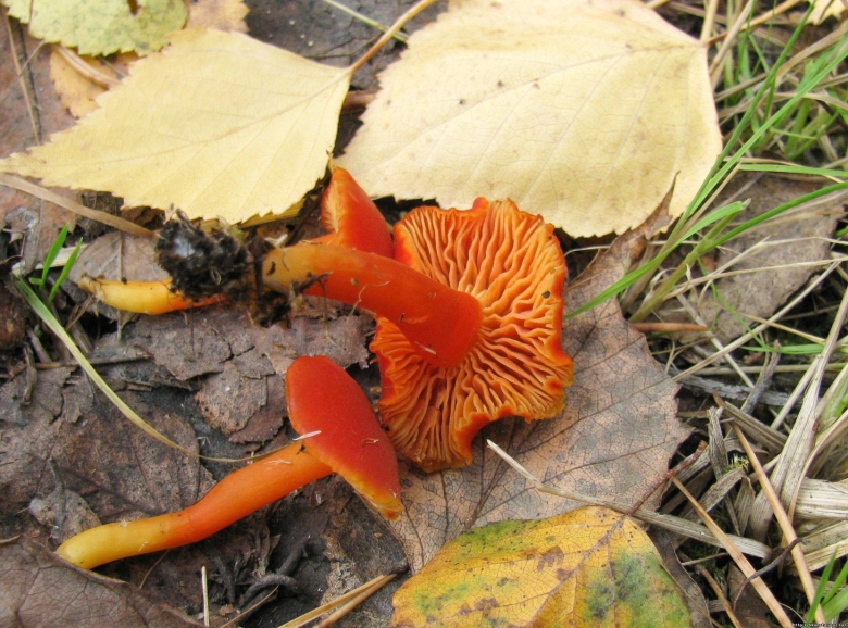 Hygrocybe coccinea