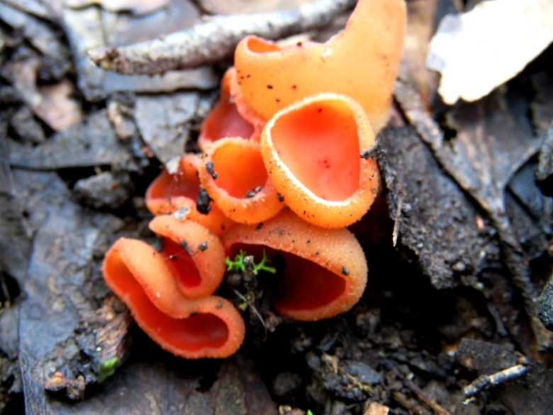 Пецица изменчивая