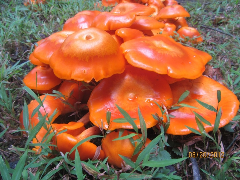 Гриб млечник оранжевый