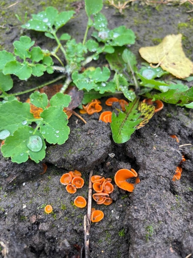 Алеврия оранжевая грибы