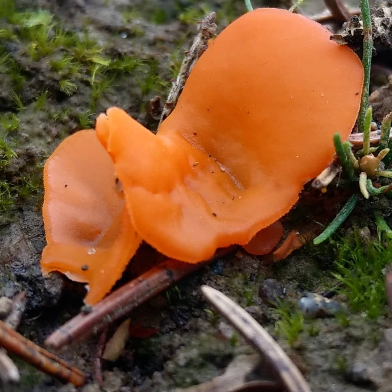 Грибы оранжевые съедобные растущие в лесополосах