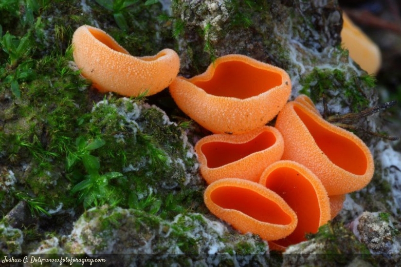 Оранжевая пецица алеврия