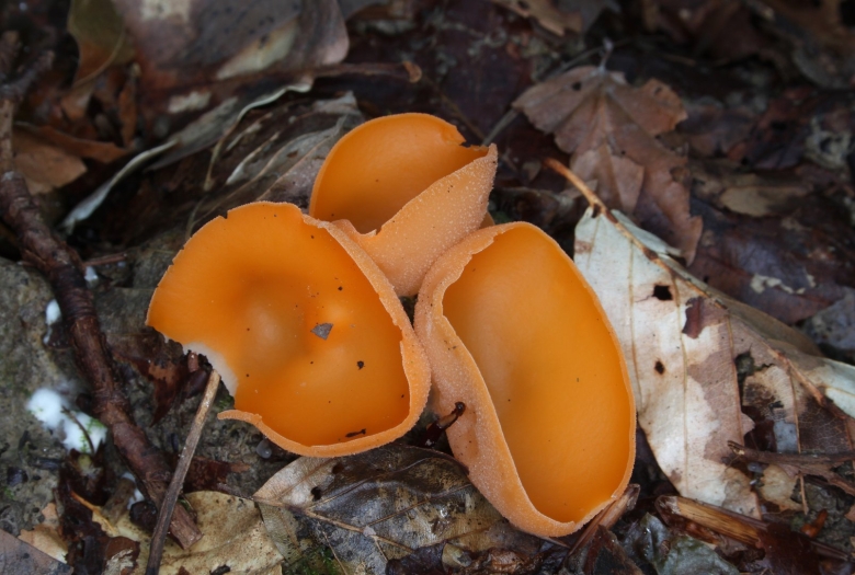 Orange peel fungus