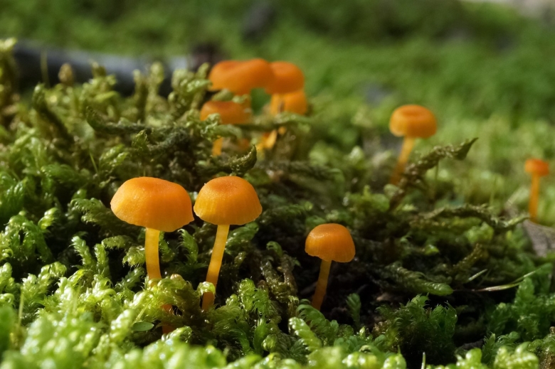 Маленькие оранжевые грибы