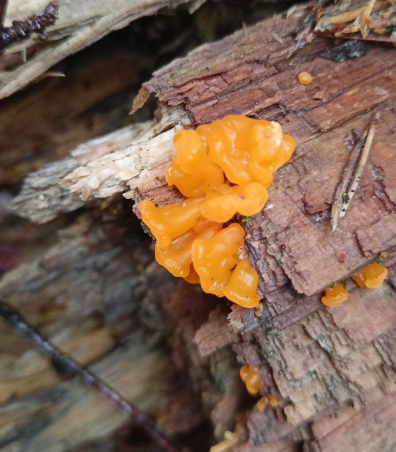 Гриб Дрожалка