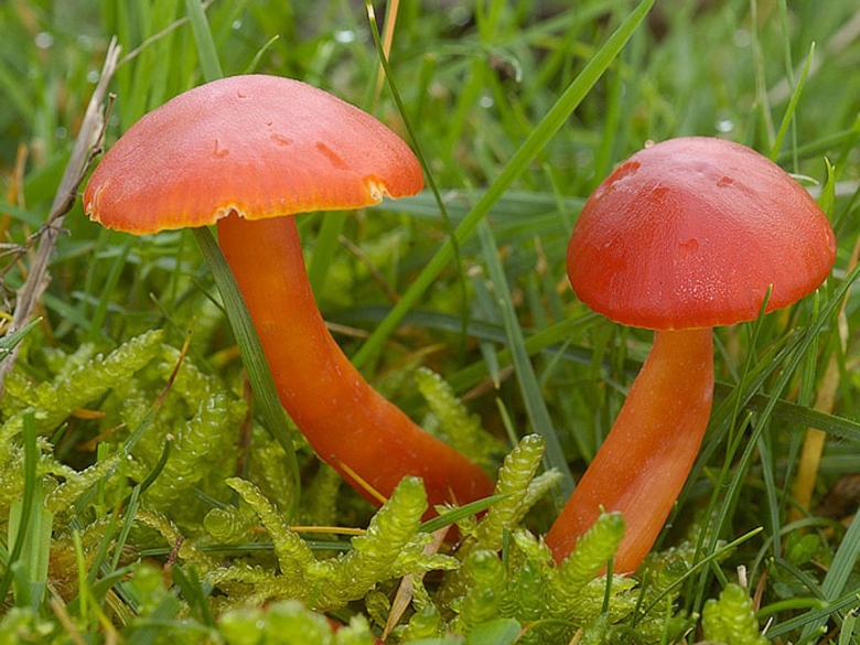Красные грибы Гигроцибе