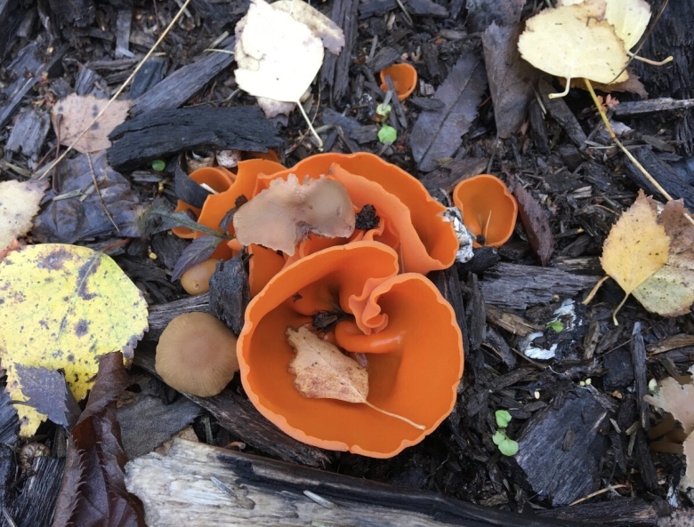 Алеврия оранжевая грибы