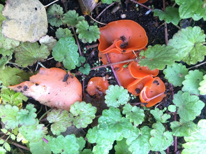 Алеврия оранжевая aleuria aurantia