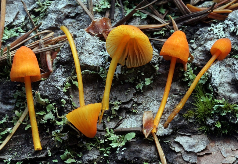 Мицена волосистая гриб