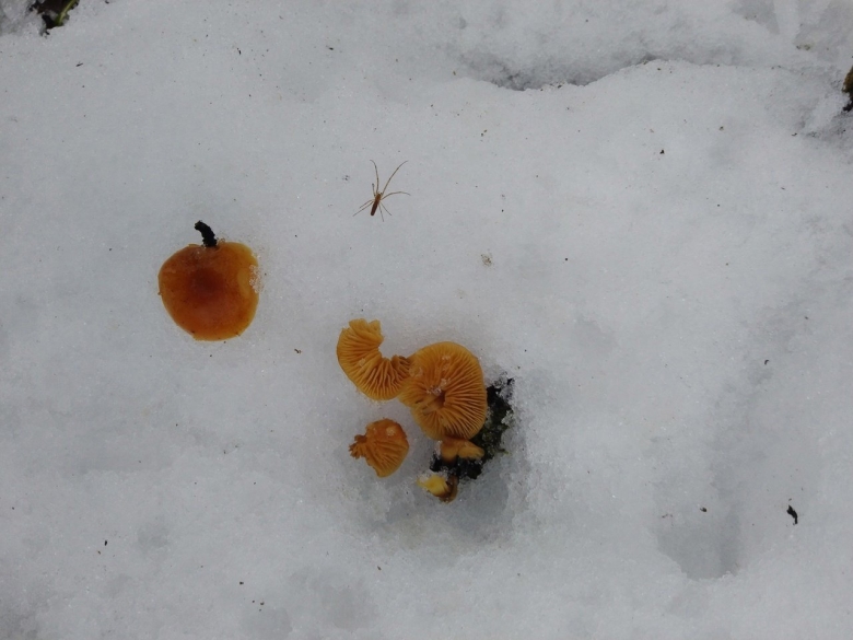 Зимние опята