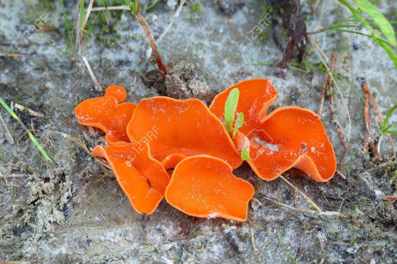 Оранжевая пецица алеврия