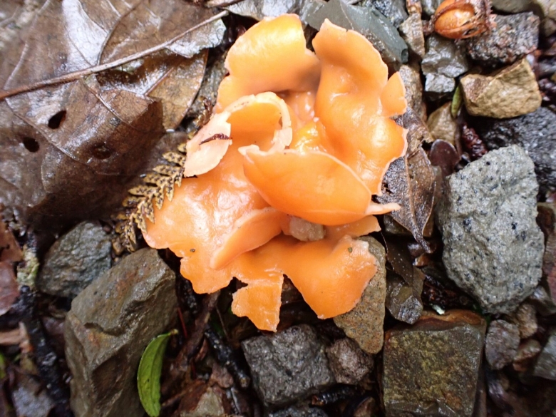 Алеврия фото