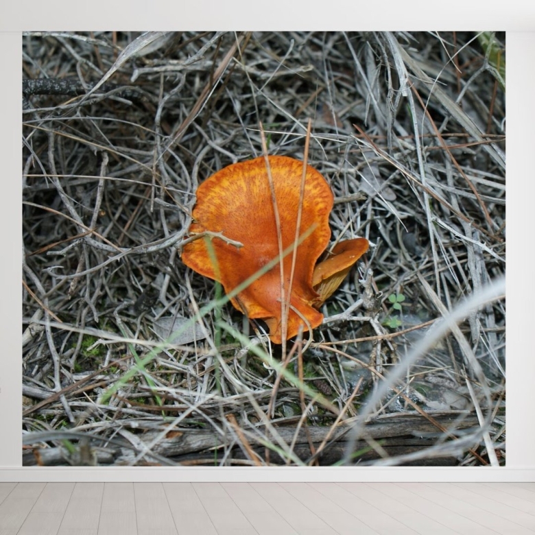 Оранжевый гриб на дереве