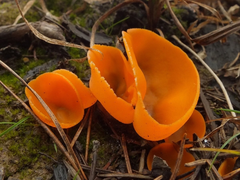 Алеврия оранжевая грибы съедобные