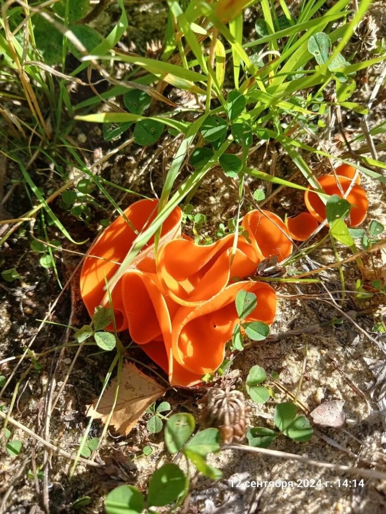 Оранжевая пецица алеврия