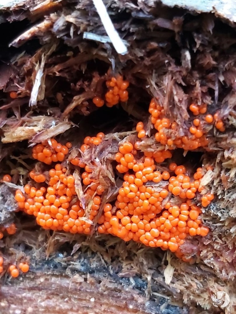 Оранжевые шарики на стволе дерева