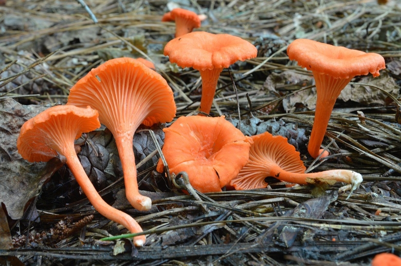 Cantharellus cinnabarinus