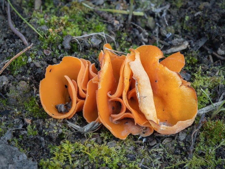 Оранжевая пецица алеврия