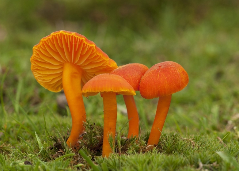 Гриб Болетус оранжевый