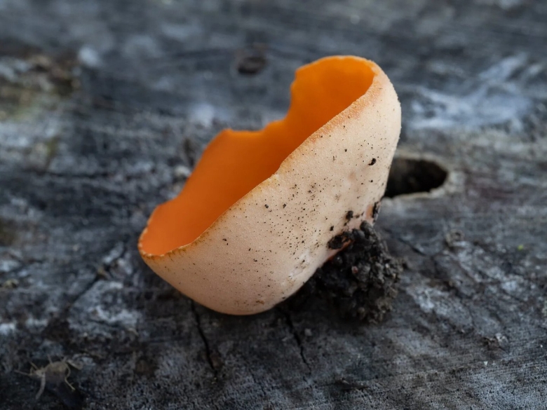 Млечник неедкий оранжевый