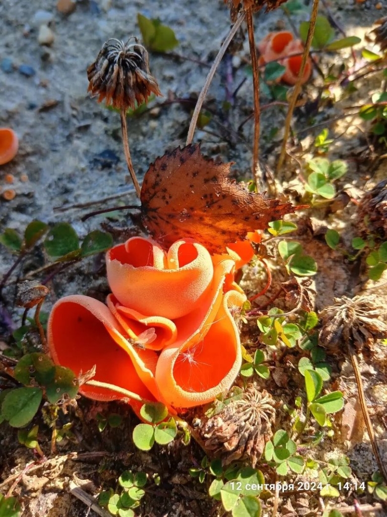 Оранжевая пецица алеврия