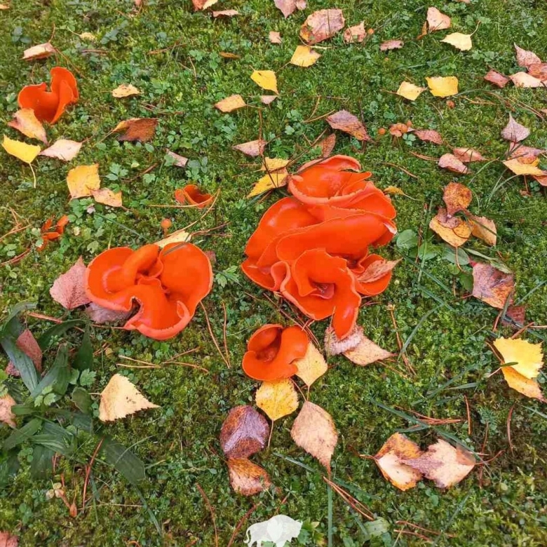 Оранжевый гриб