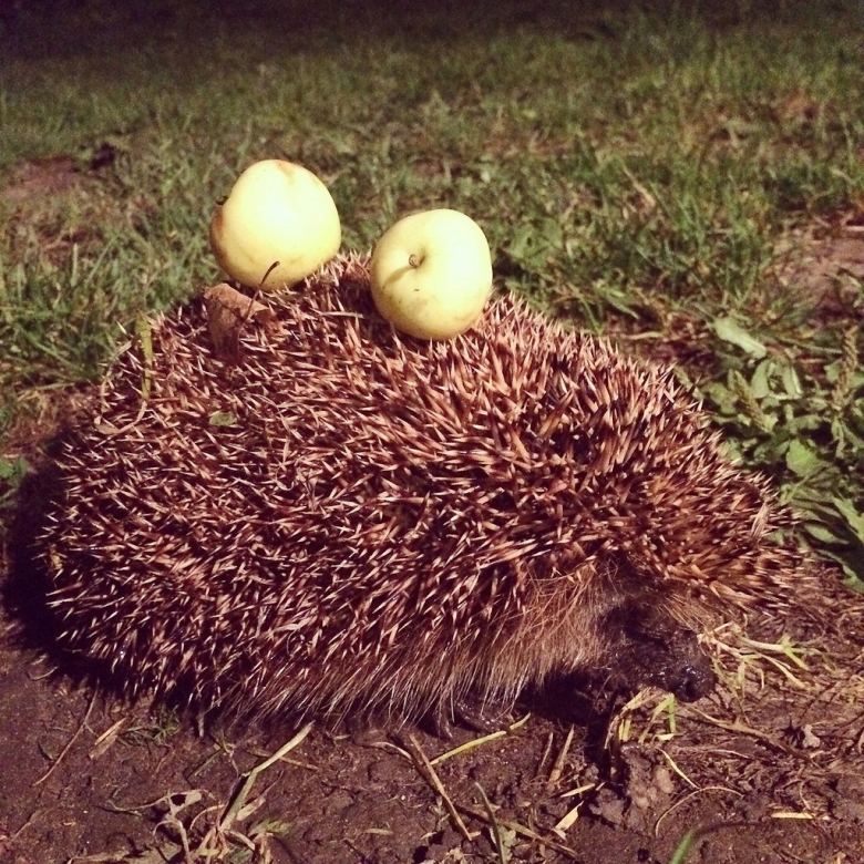 Ёж с яблоком