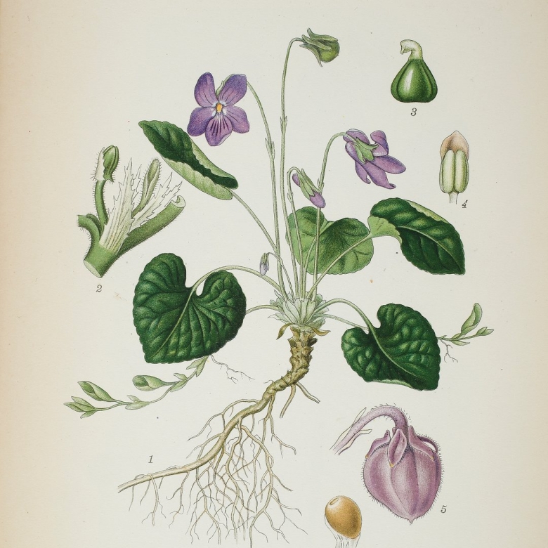 Viola odorata Ботаническая иллюстрация