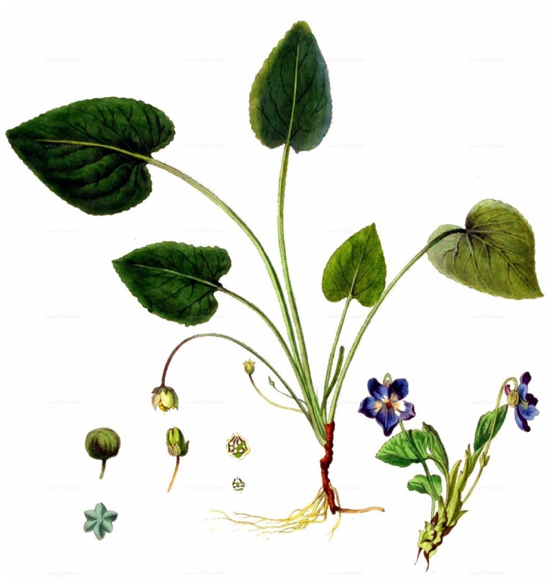 Ботанические науки