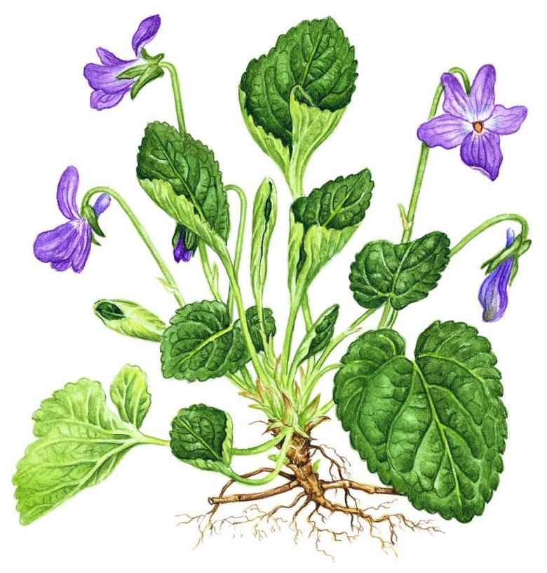 Трава фиалка душистая