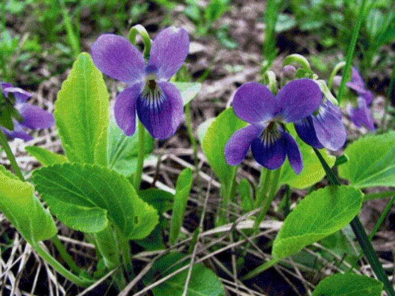 Фиалка крийская