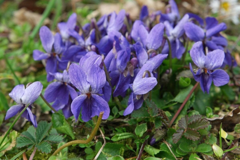 Viola odorata фиалка душистая