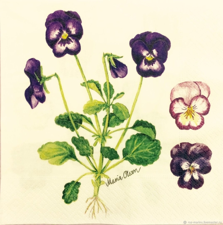 Анютины глазки стебель